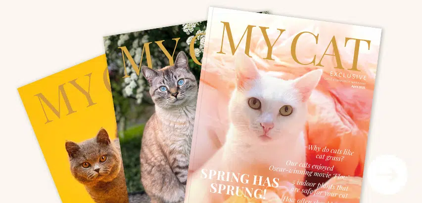 Magazine