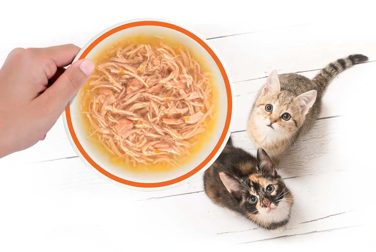 Cat Nutrition Food