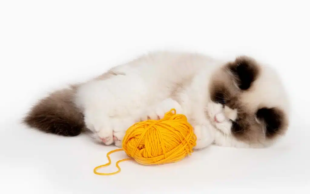 Cat Tips & Tricks