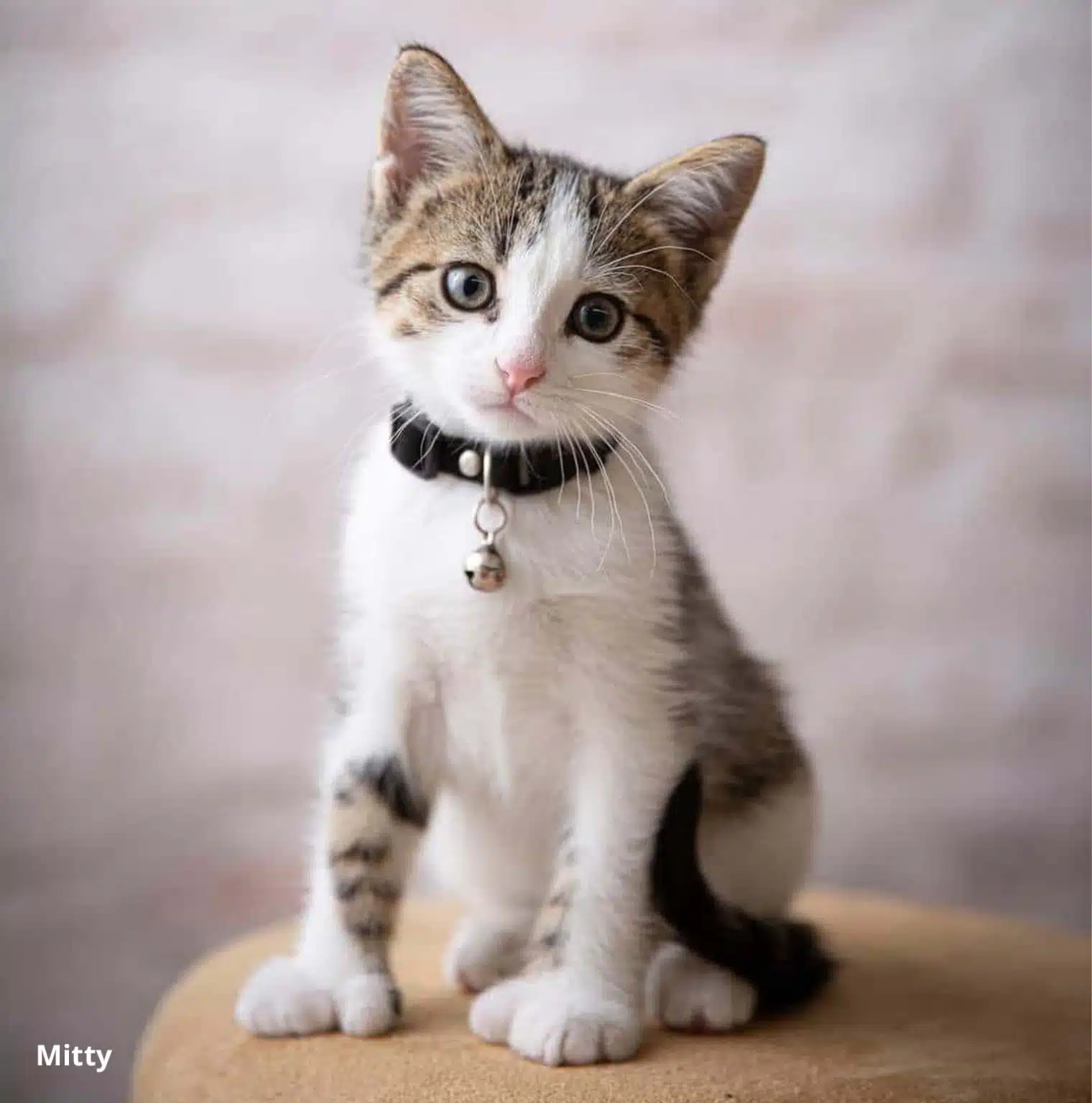 Cute Kitten Mitty