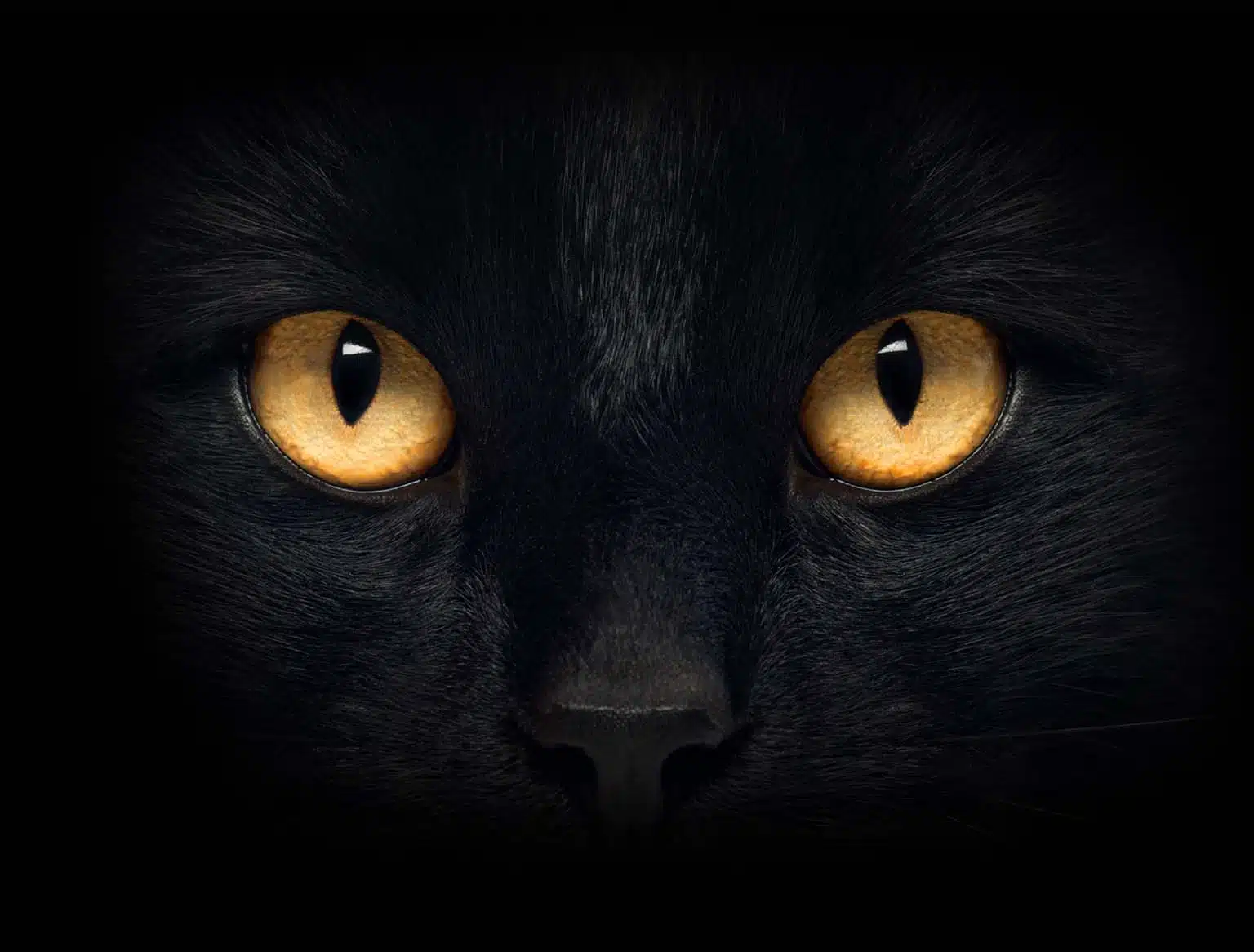 Black Cat Eyes