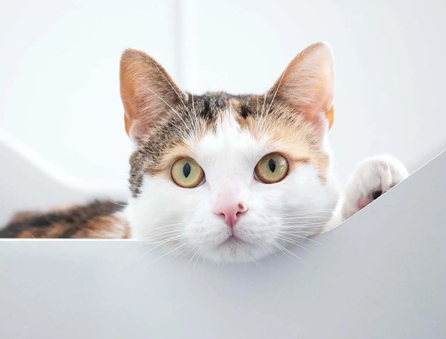 Pixi the cat