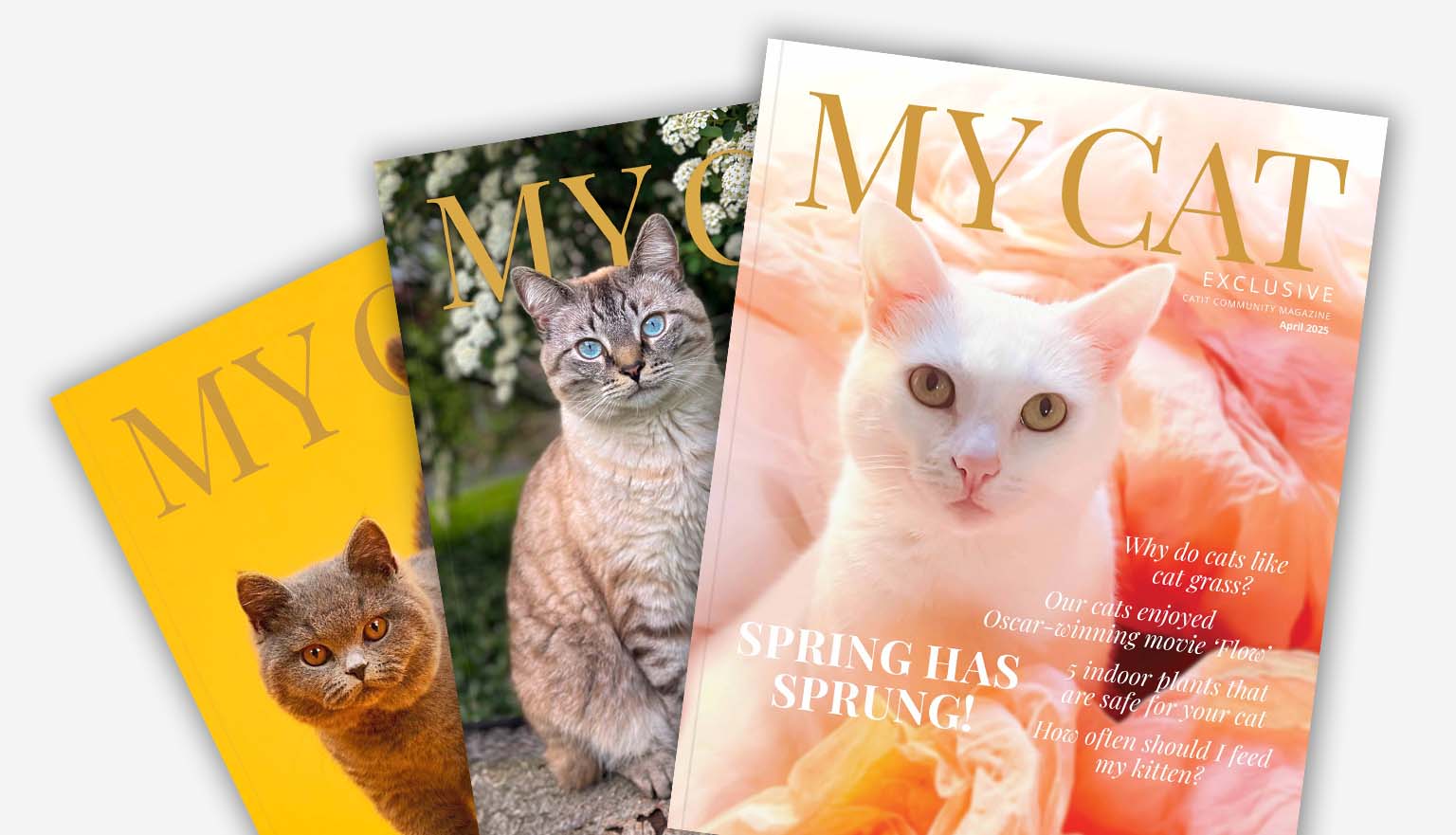 My Cat Exclusive Magazine
