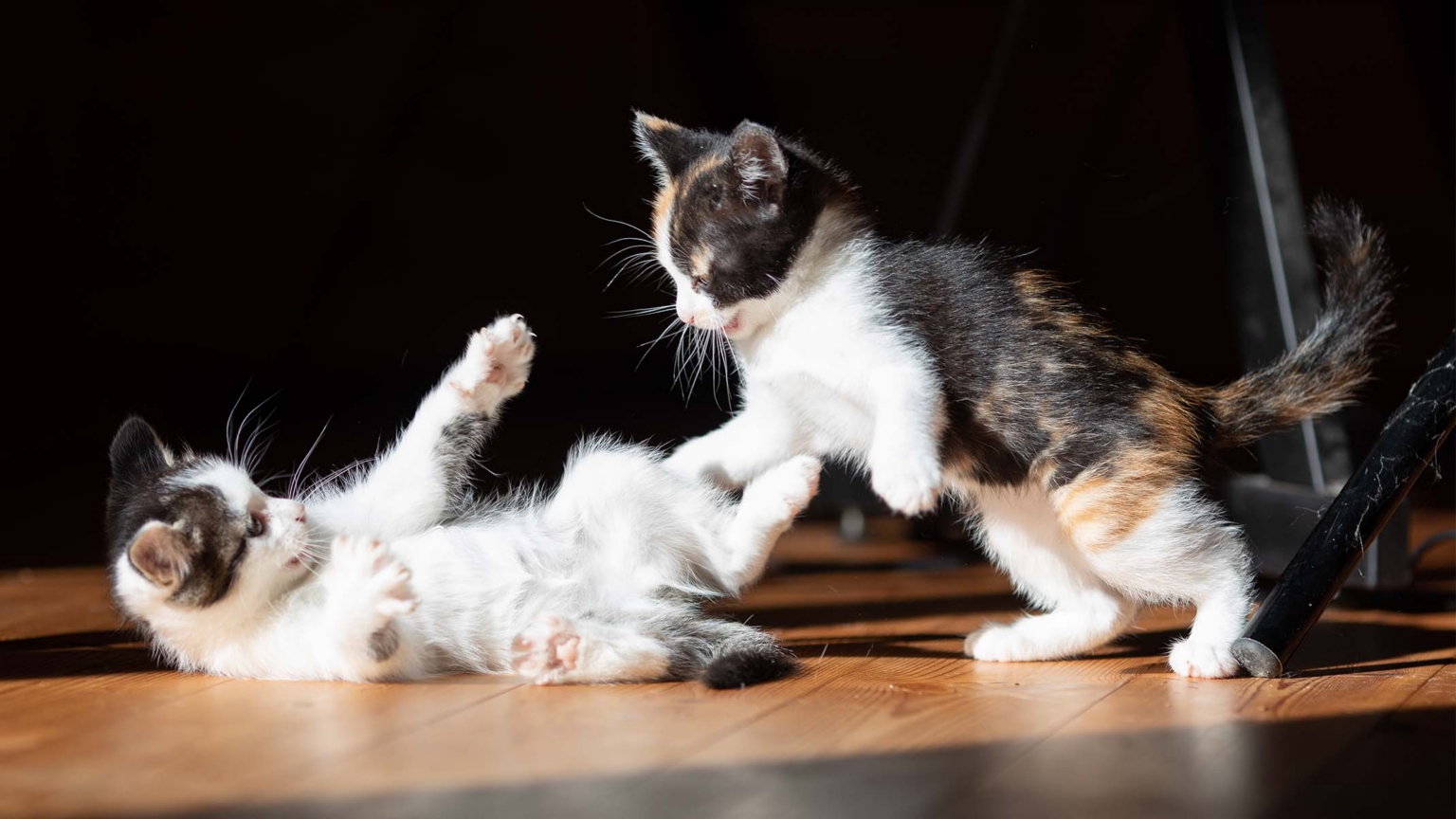 Why Sharing Isn’t Always a Good Idea in the Cat World