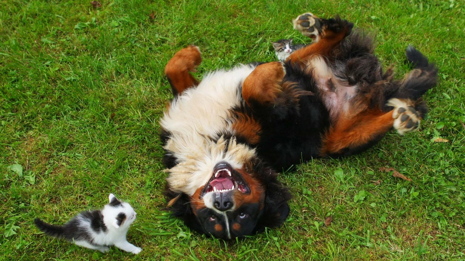 Can Cats and Dogs Really Be Besties?