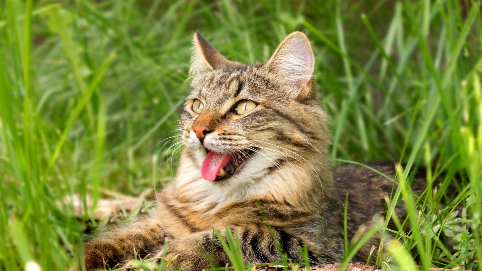 10 Signs Your Cat Thinks They’re a Dog