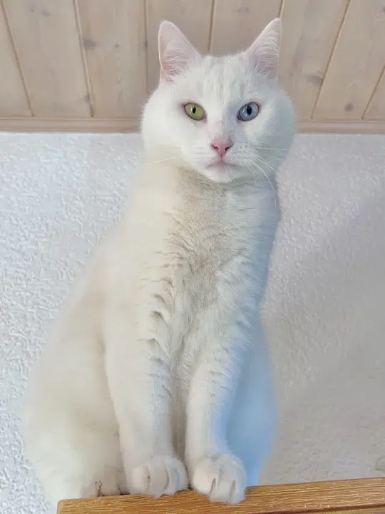 Victor