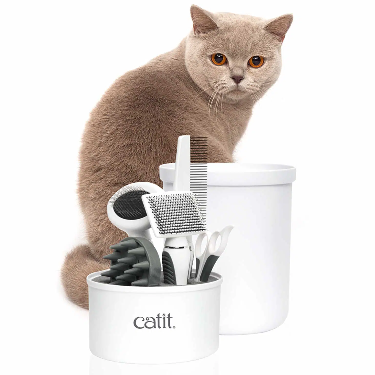 Well-groomed shorthaired cats