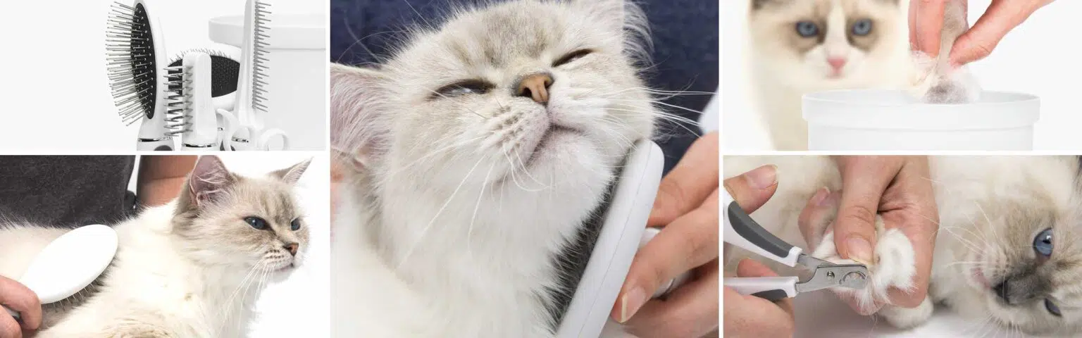 Longhair Grooming Kit