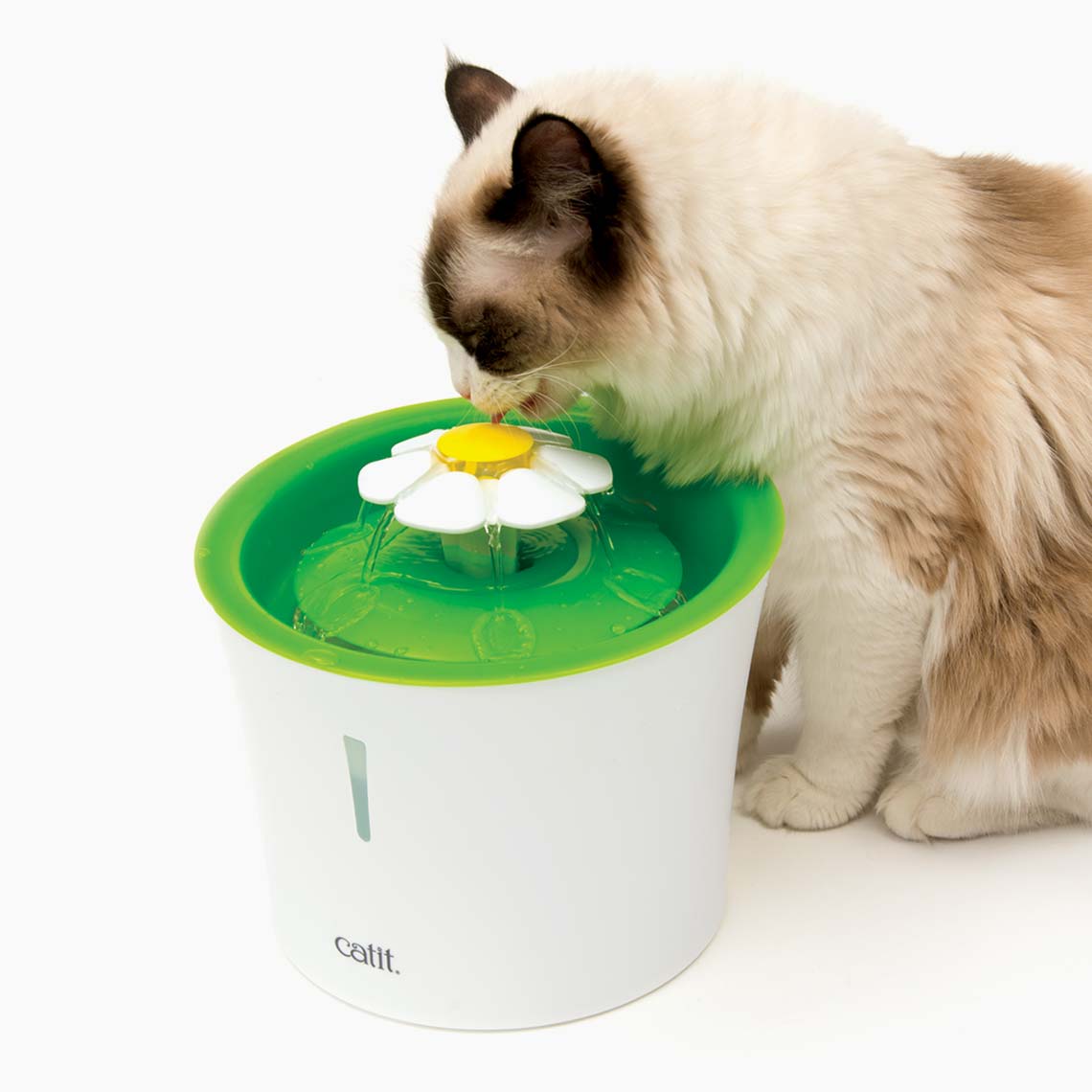 Cat drinking fountain