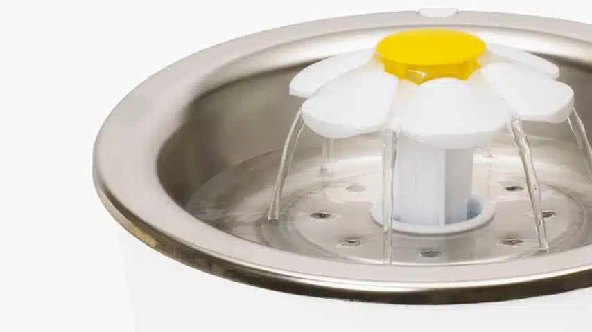 Cat drinking fountain
