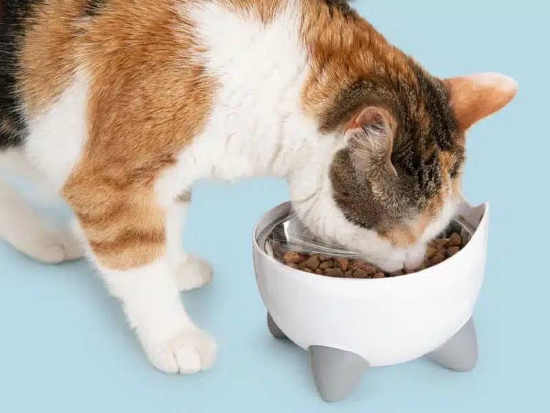 Elevated Feeding