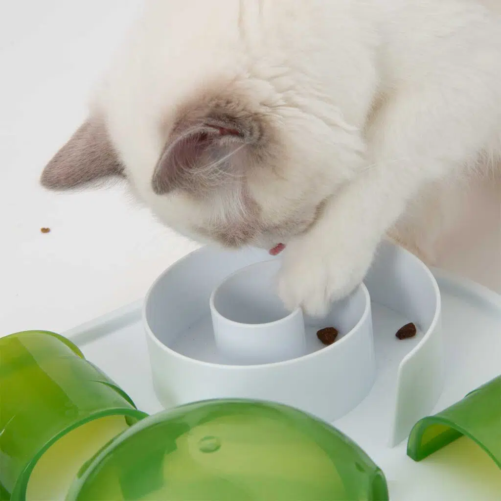 challenge your cat on their level