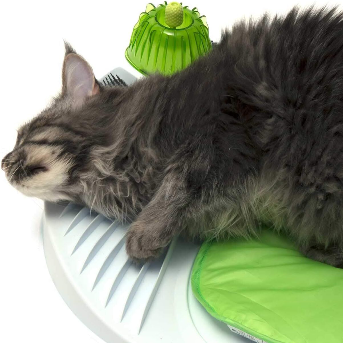 relaxation experience with catnip